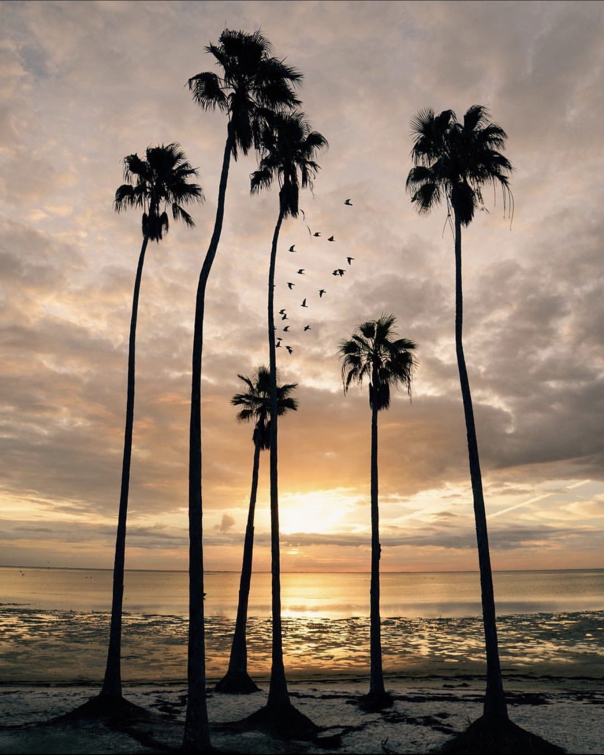 A photo of Sunrise on the North Shore of St. Pete Beach